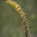 Kniphofia parviflora - Photo (c) Brendan Cole, algunos derechos reservados (CC BY-NC-ND), subido por Brendan Cole