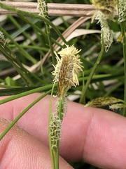 Carex umbrosa