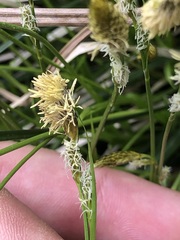 Carex umbrosa