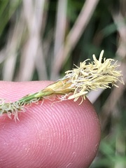 Carex umbrosa
