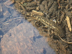 Leora's Stream Salamander photo 3