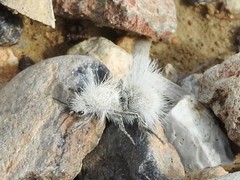 Dasymutilla pseudopappus