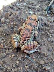 Leptodactylus troglodytes