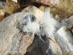 Dasymutilla pseudopappus