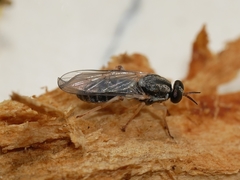 Solva pallipes