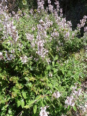 Salvia fruticosa