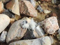 Dasymutilla pseudopappus