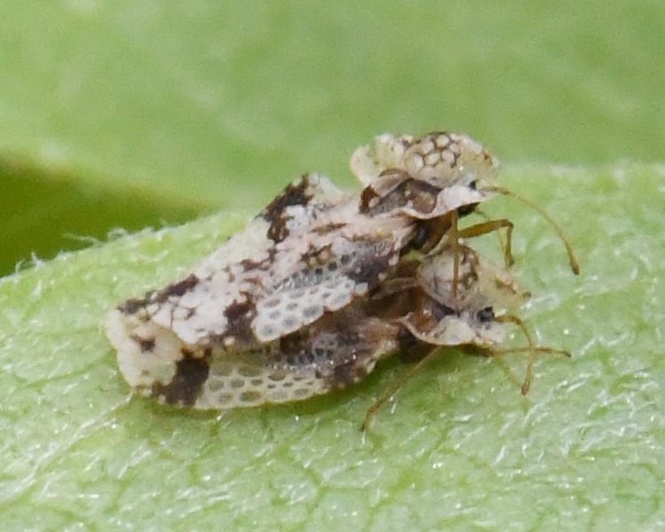 Corythucha elegans