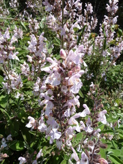 Salvia fruticosa