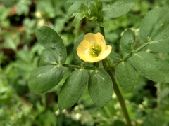 Kallstroemia maxima