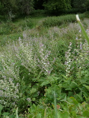 Salvia sclarea
