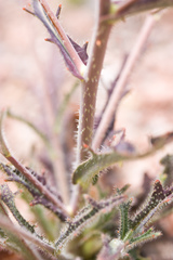 Streptanthus glandulosus glandulosus