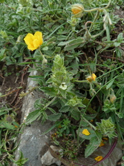 Sideritis hyssopifolia