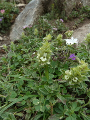 Sideritis hyssopifolia