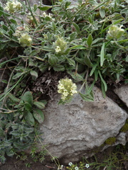 Sideritis hyssopifolia