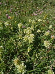 Sideritis hyssopifolia