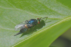 Ormyrus nitidulus