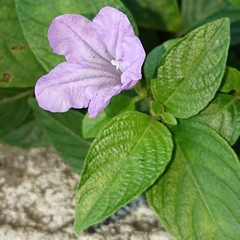 Ruellia prostrata