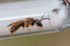 Andrena fulvago