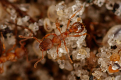 Myrmica rugulosa