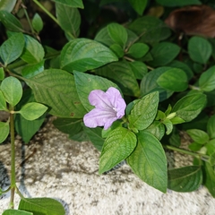 Ruellia prostrata