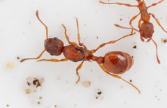 Myrmica rugulosa