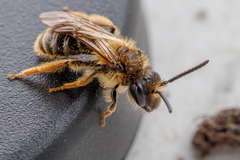 Andrena fulvago