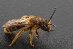 Andrena fulvago
