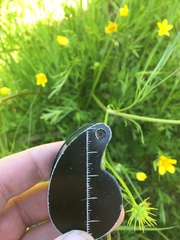 Ranunculus orthorhynchus