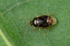 Monalocoris filicis