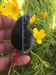 Ranunculus orthorhynchus