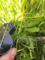 Ranunculus orthorhynchus