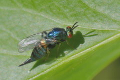 Ormyrus nitidulus