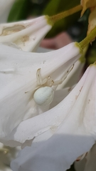 Misumena vatia