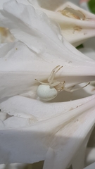 Misumena vatia