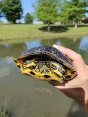 Trachemys scripta scripta