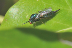 Ormyrus nitidulus