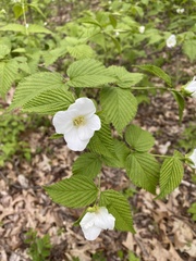 Rhodotypos