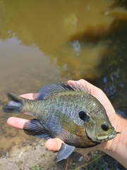 Lepomis macrochirus