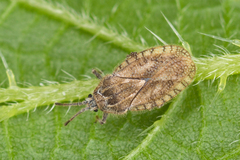 Tingis pilosa
