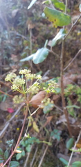 Arracacia aegopodioides