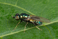 Microchrysa polita