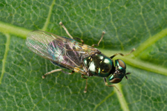 Microchrysa polita