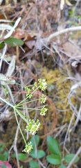 Arracacia aegopodioides