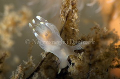 Ancula gibbosa