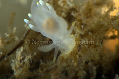 Ancula gibbosa