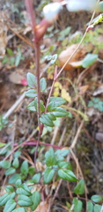 Arracacia aegopodioides