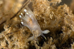 Ancula gibbosa