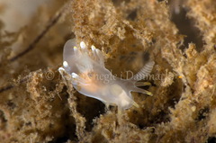 Ancula gibbosa