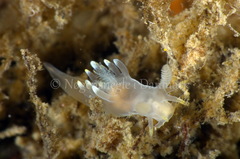Ancula gibbosa